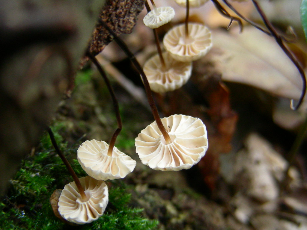 Funghi ... in miniature